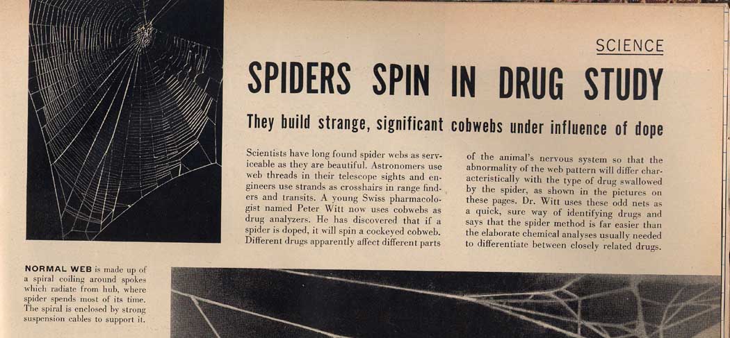 spiders on dope