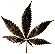 cannabis leaf