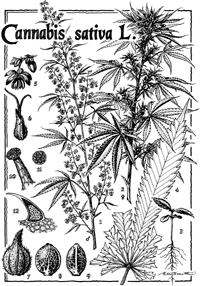picture of cannabis sativa