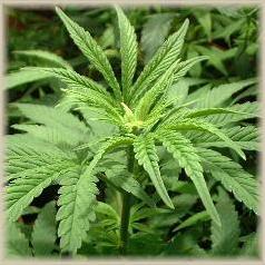 picture of cannabis plant