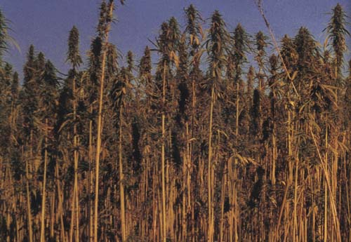 picture of giant marijuana plants