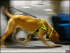 Japanese airport sniffer dog