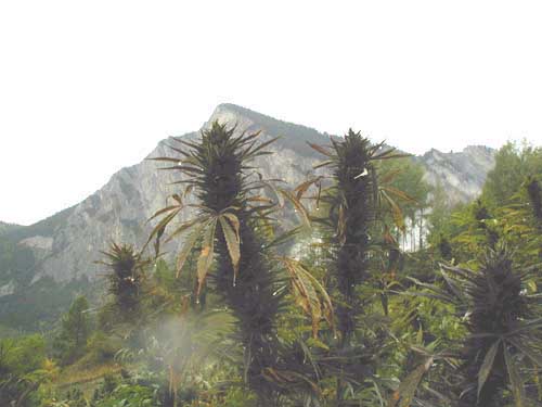 strain of bonsai cannabis cultivated in Switzerland