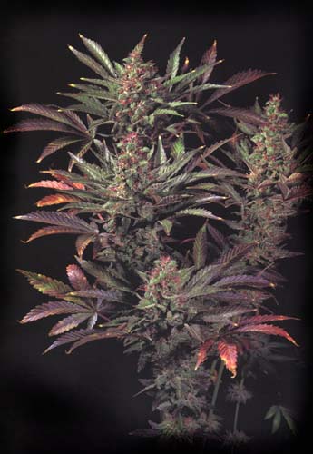 cannabis-marijuana.com : picture of marijuana hybrid 'Kush'
