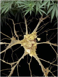 picture of marijuana and neuron