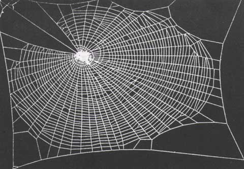 a drug-free spider's web