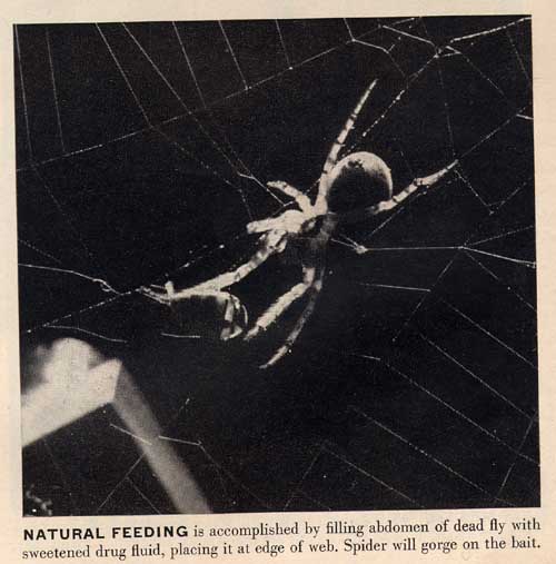 spider and drug-dosed fly