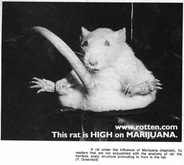 cannabis abuse : picture of a stoned rat